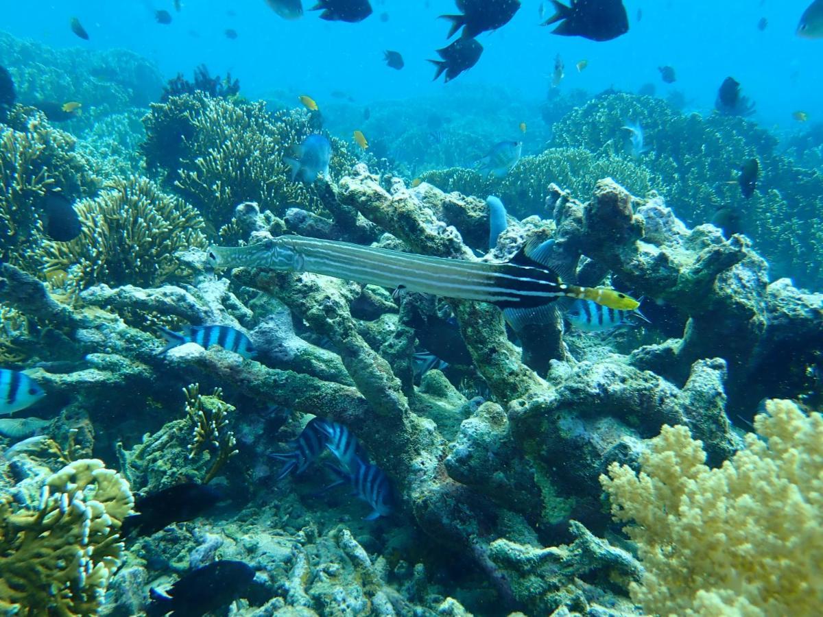 The High Dive Gili Gede By Ultimate Resorts Εξωτερικό φωτογραφία